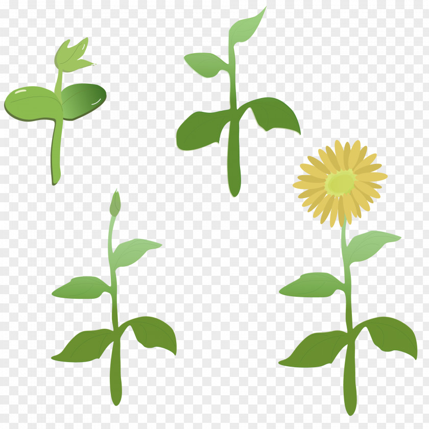 Desktop Common Sunflower Leaf Clip Art Image PNG