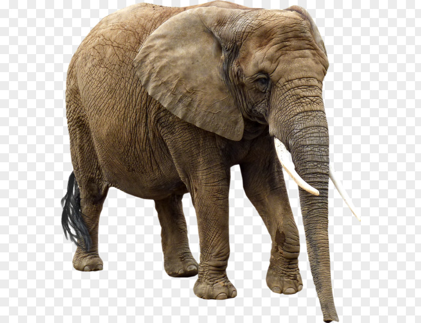 Elefantes African Elephant Elephantidae Clip Art PNG
