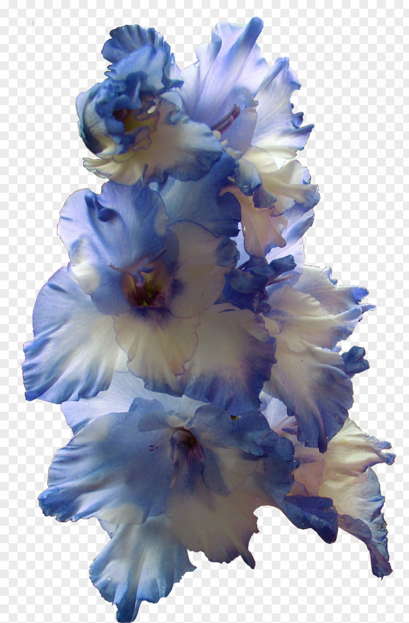Gladiolus Transparent Image Flower Bulb Larkspur Blue PNG