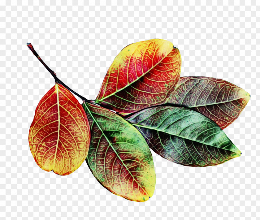 Leaf Plant Flower Tree Pathology PNG