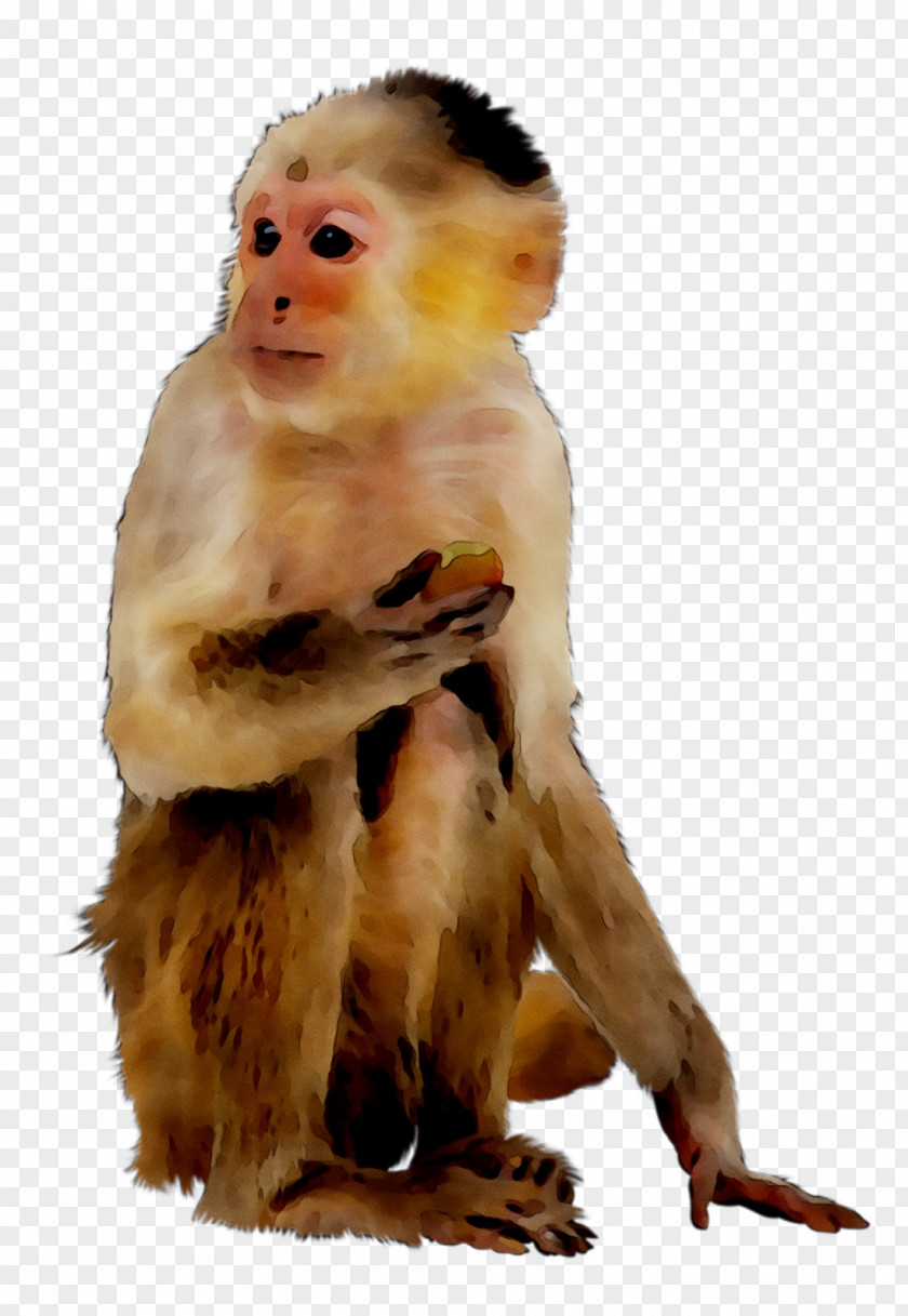 Macaque Faculty Of Veterinary Medicine UNAM National Autonomous University Mexico New World Monkeys Old PNG