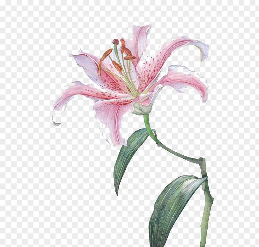 Pink Lily Flower Lilium Euclidean Vector PNG