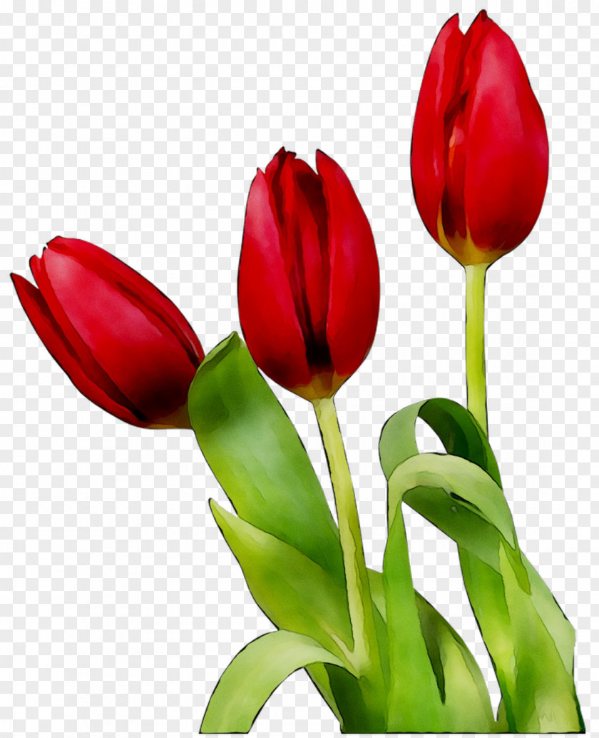 Tulip Image Cartoon Flower Animation PNG