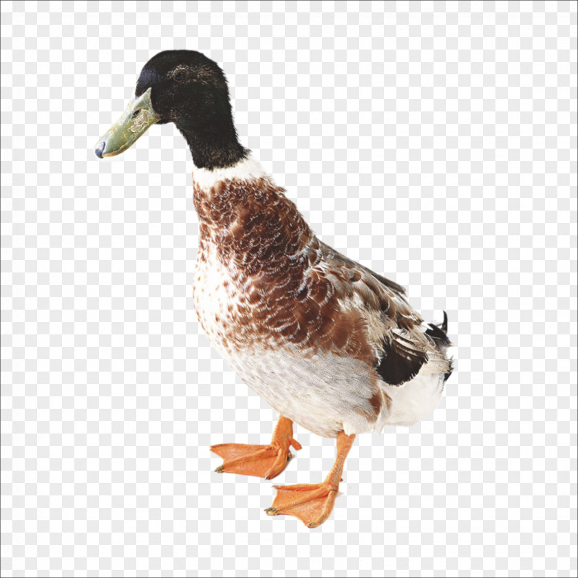 Duck Chicken Domestic Goose PNG