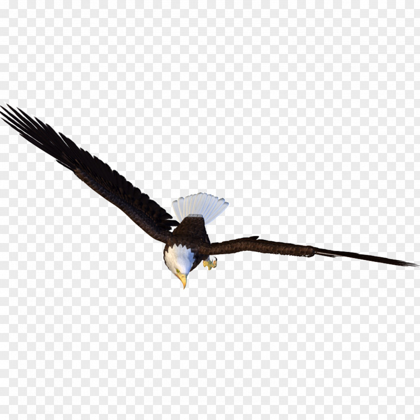 Eagle Bird Light Hawk PNG