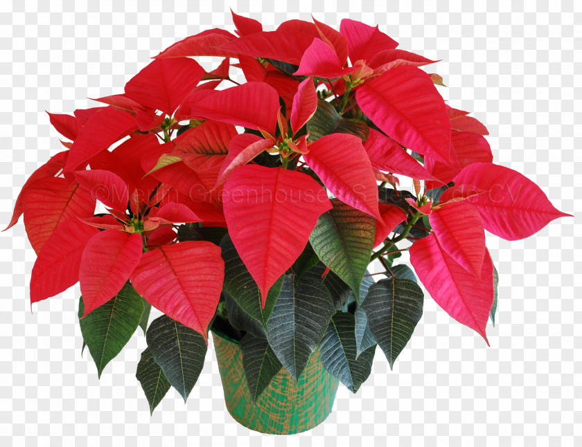 Flor Flowerpot Plant Poinsettia Petal PNG