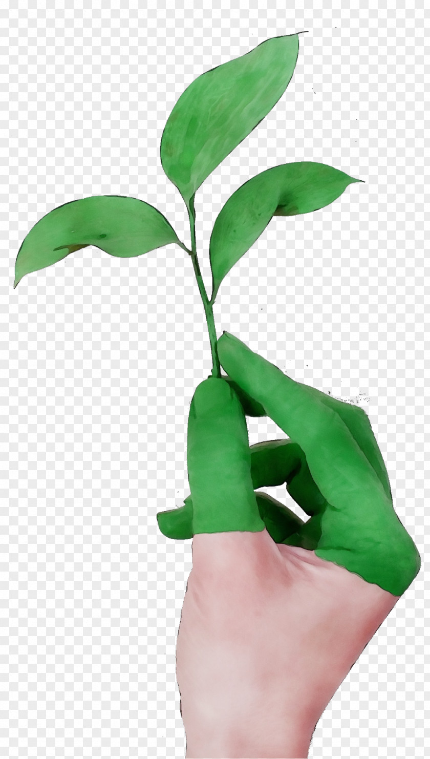 Houseplant Plant Stem Leaf Green Flower Hand PNG