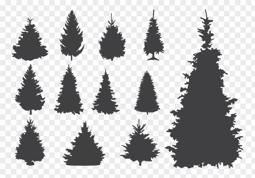 Tree Spruce Pine Christmas PNG
