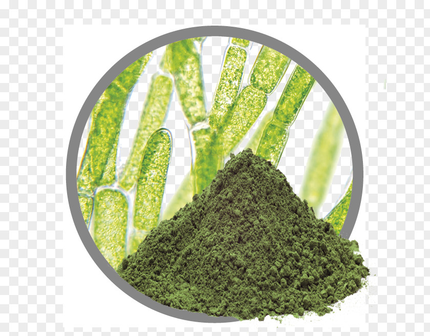 Chlorella Algae Fuel Extract Docosahexaenoic Acid Plant PNG