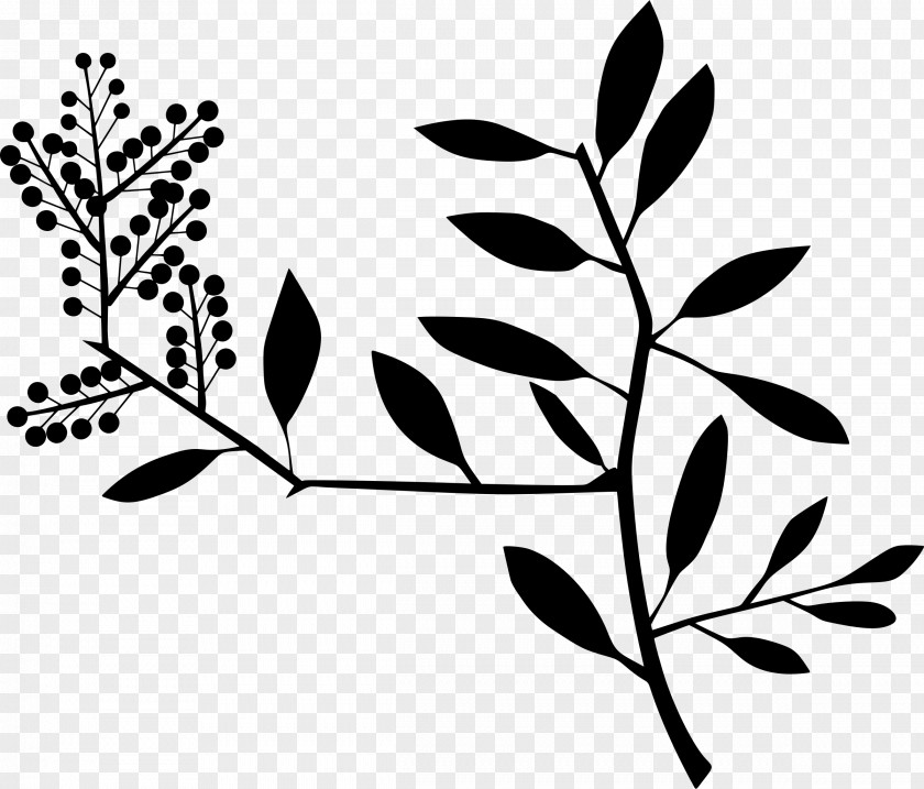Curry Leaves Cliparts Fun With A Pencil Clip Art PNG