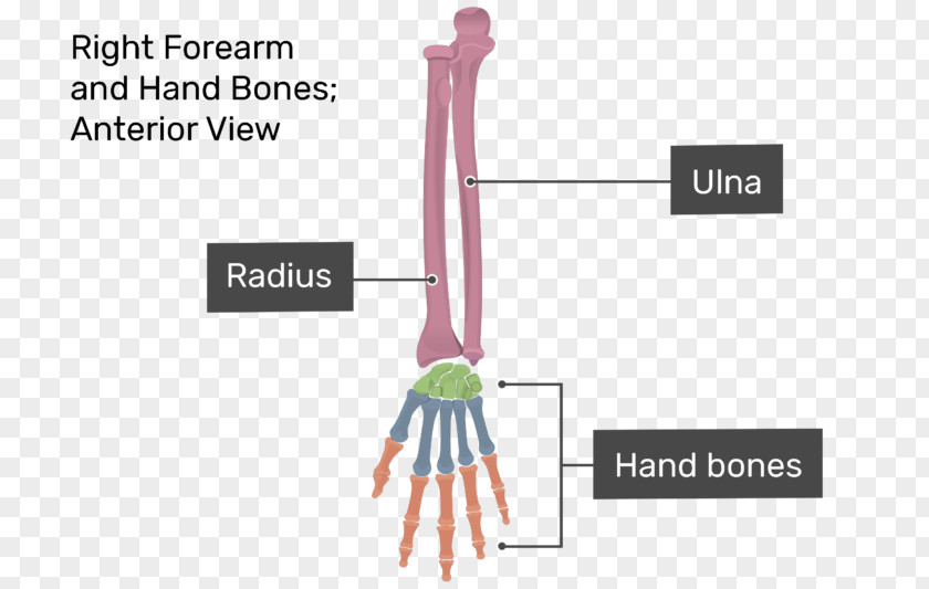 Hand Finger Forearm Anatomy Carpal Bones PNG
