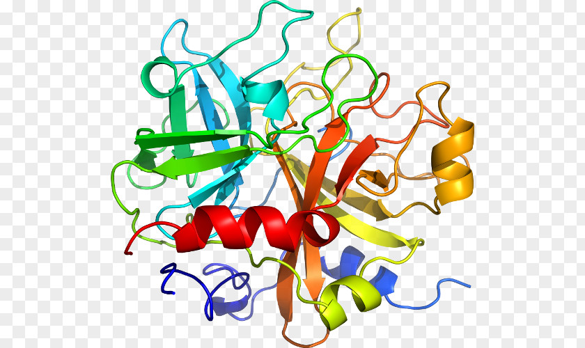 Interleukin-1 Family Interleukin 1 Receptor, Type I IL1B PNG
