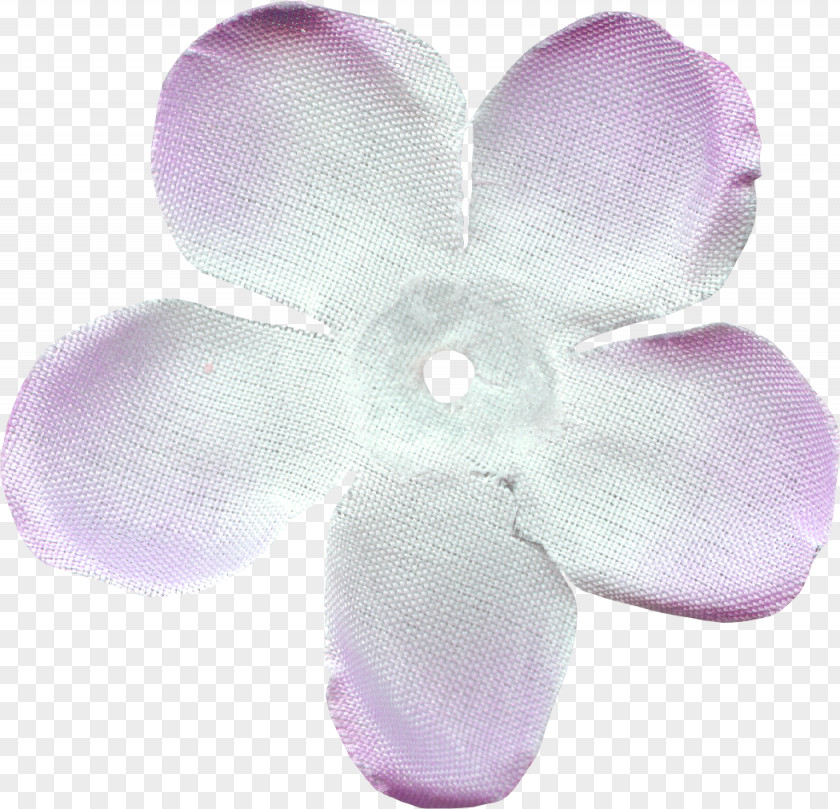 Kiss Me Moth Orchids PNG