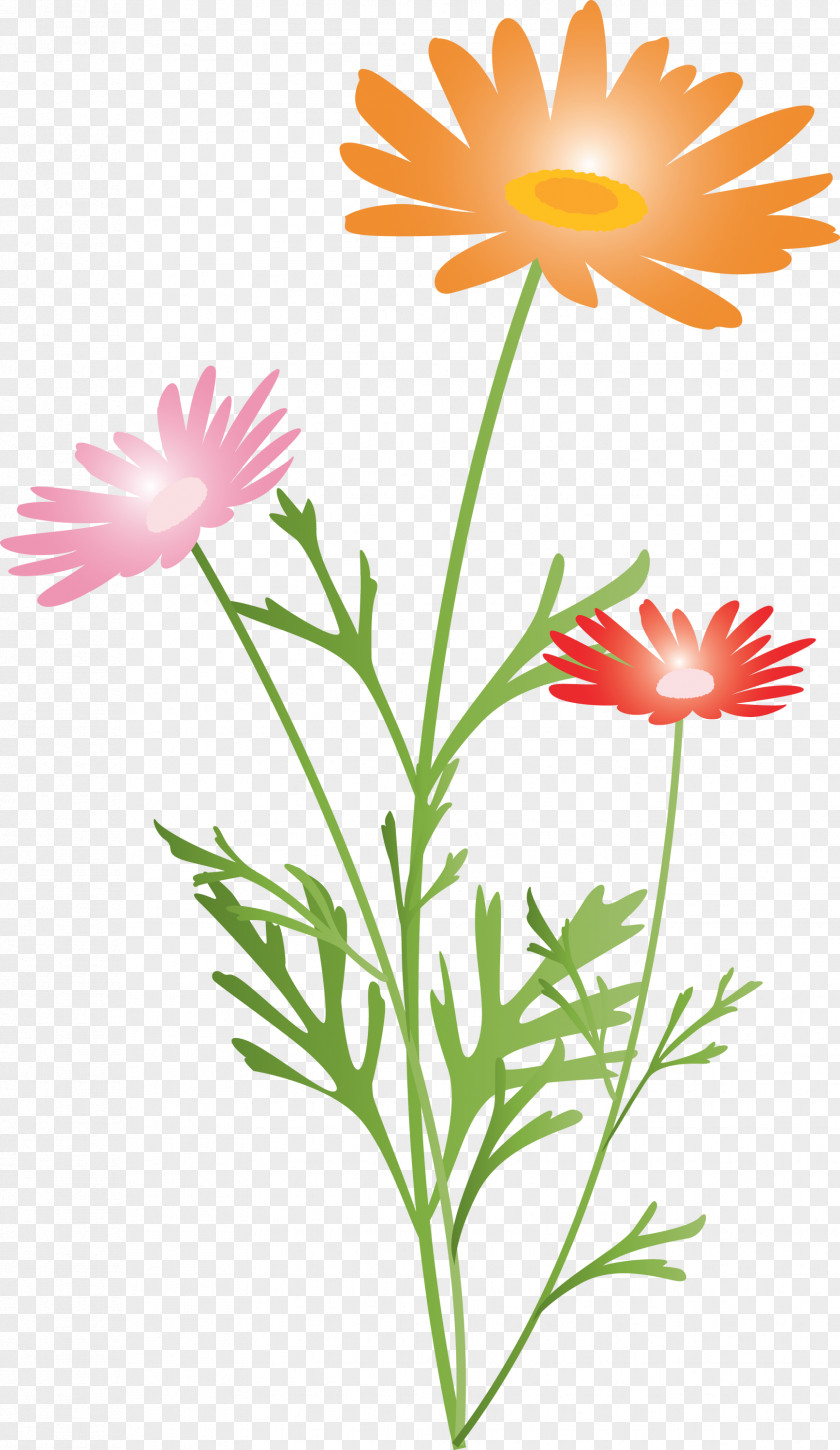 Marguerite Flower Spring PNG