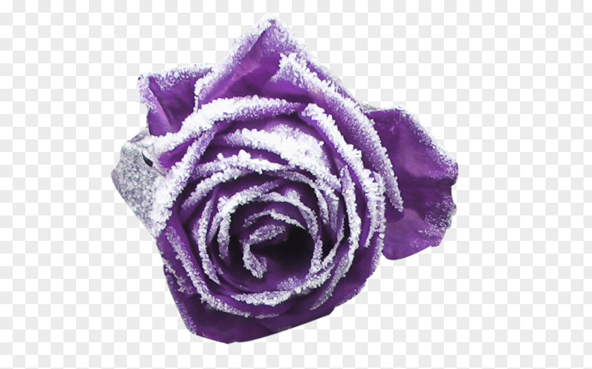 Purple Garden Roses Cut Flowers Petal PNG