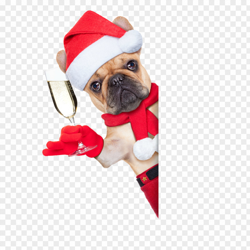 Christmas French Bulldog Boxer American Bullmastiff PNG
