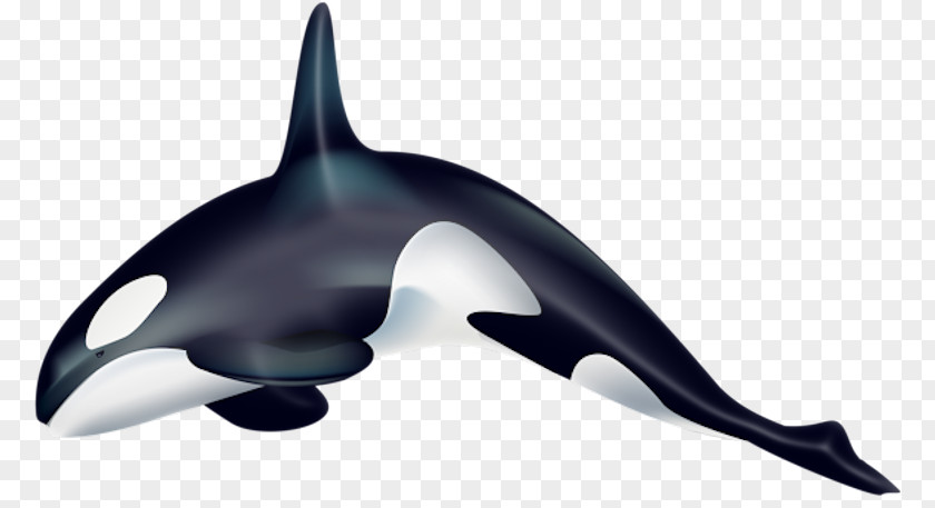 Common Minke Whale Killer Cetacea Desktop Wallpaper Clip Art PNG
