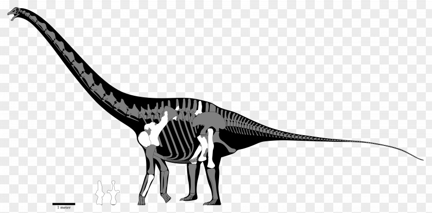 Dinosaur Amphicoelias Size Diplodocus Sauropoda Argentinosaurus PNG