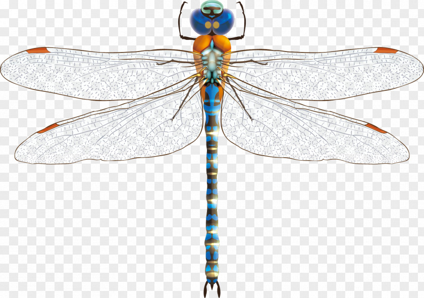 Dragonfly Decoration Vector Material Download Euclidean PNG