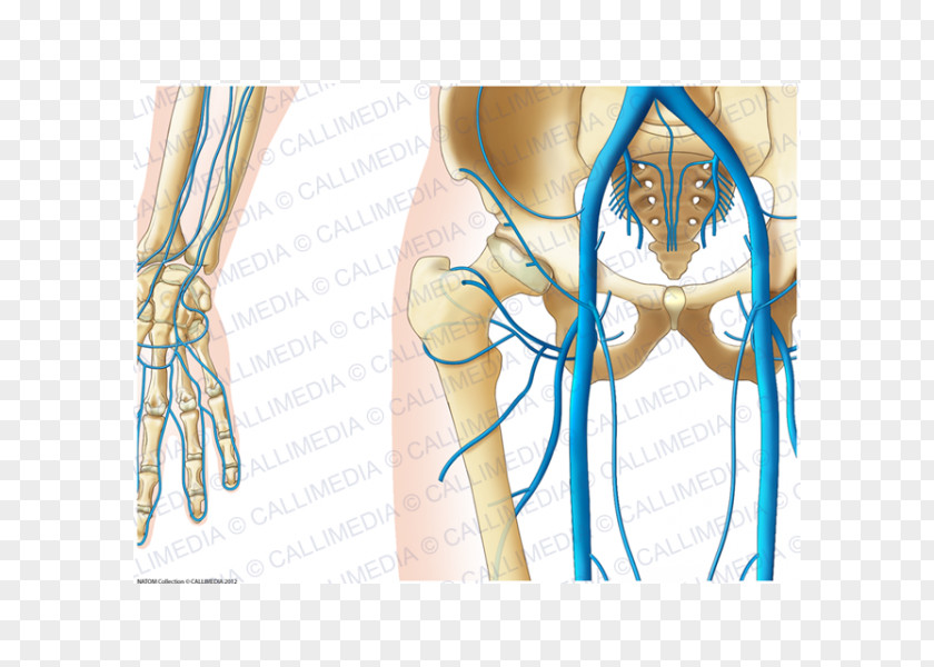 Finger Hip Pelvis Vein Anatomy PNG