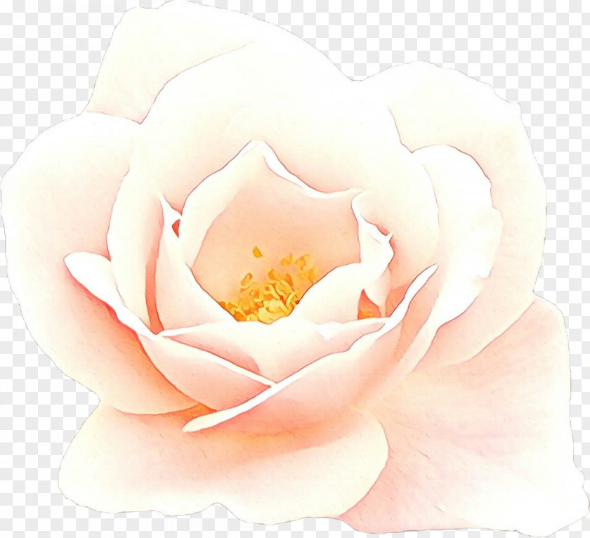 Garden Roses PNG