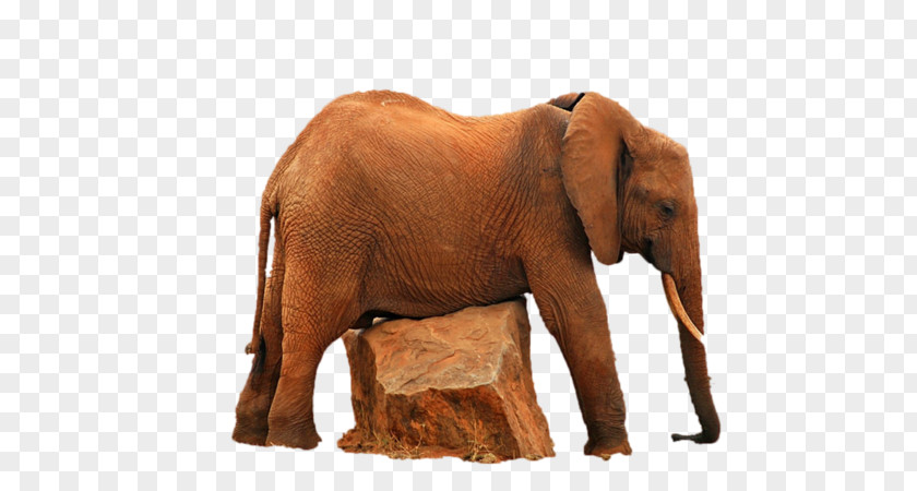 India Indian Elephant African Wildlife Elephantidae PNG