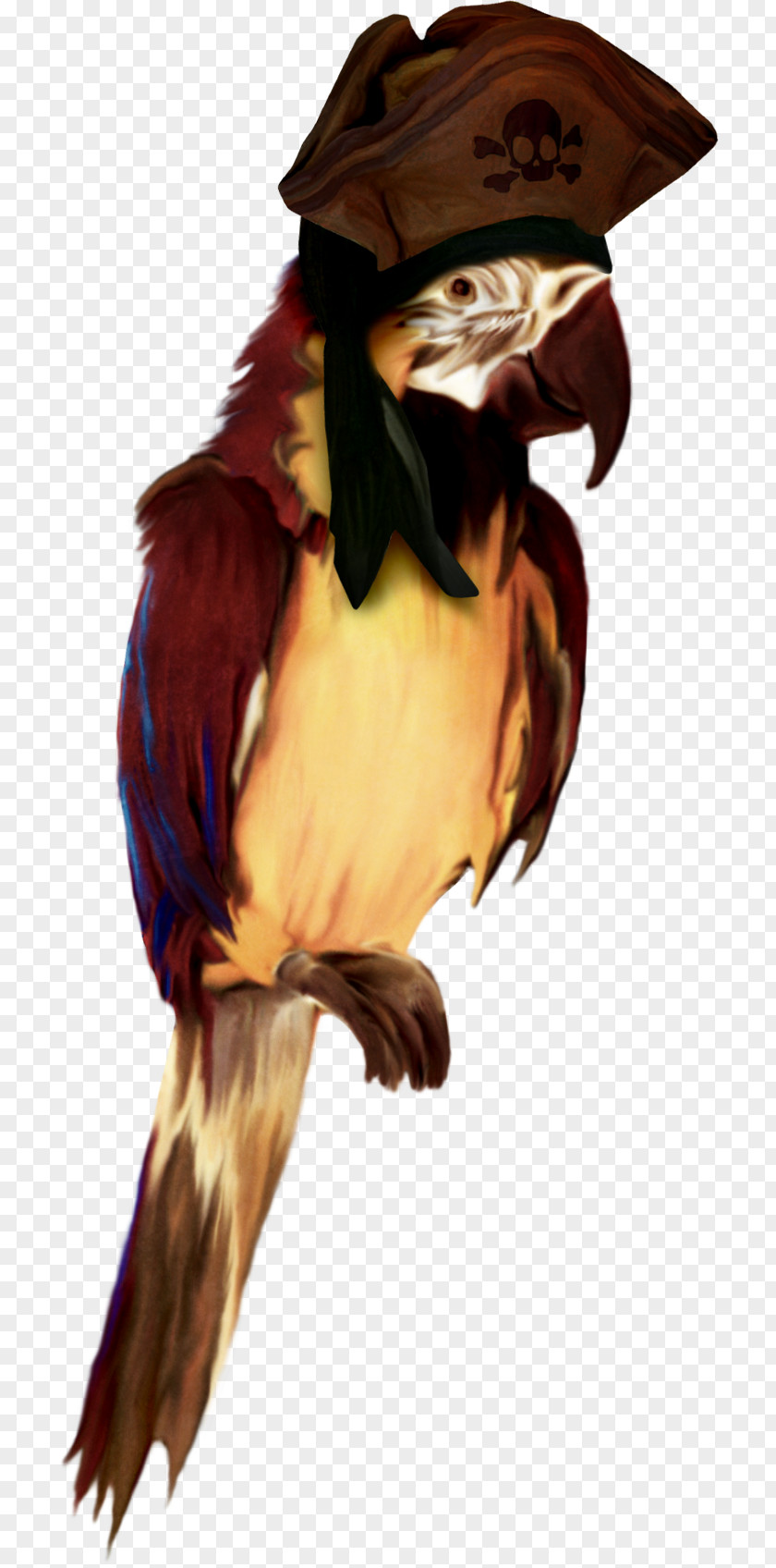 Pirate Bird Piracy Parakeet Clip Art PNG