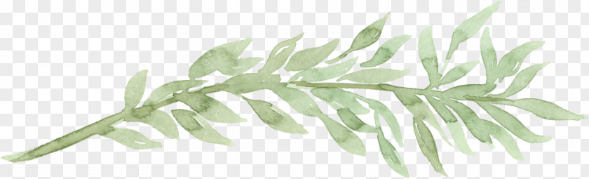 Watercolor Set Painting Gum Trees Leaf PNG