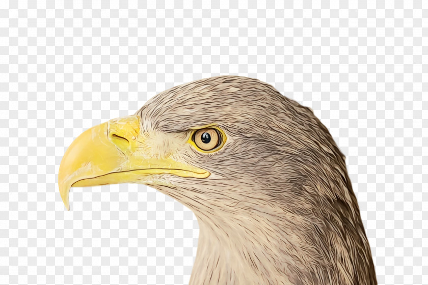 Bald Eagle Beak Hair Loss PNG