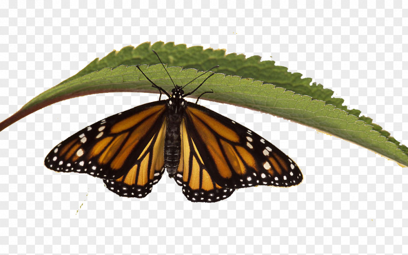Butterfly Monarch Siberian Tiger Eastern Swallowtail Wallpaper PNG