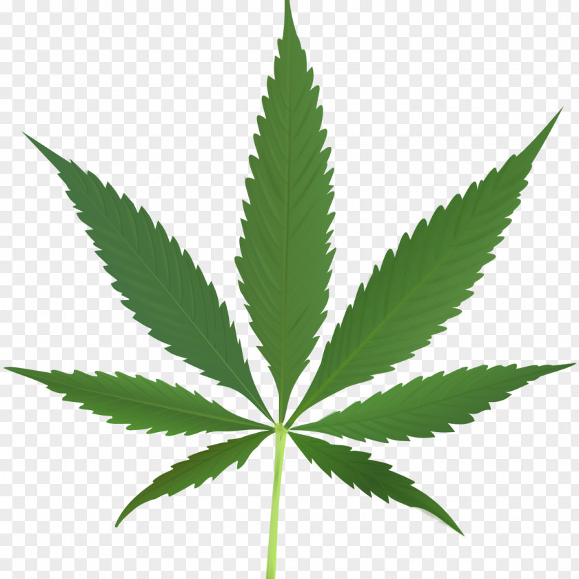 Cannabis Sativa Medical Clip Art 420 Day PNG
