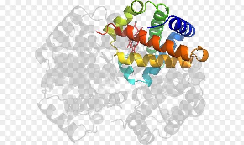 Deoxygenated Hemoglobin Molecule Product Design Clip Art Organism Line PNG