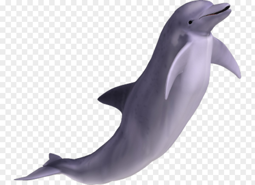 Dolphin Image Spinner Bottlenose Clip Art PNG