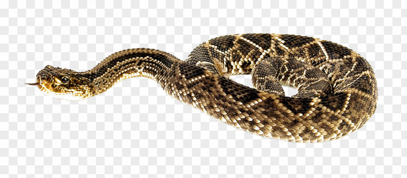 Snake Rattlesnake PNG