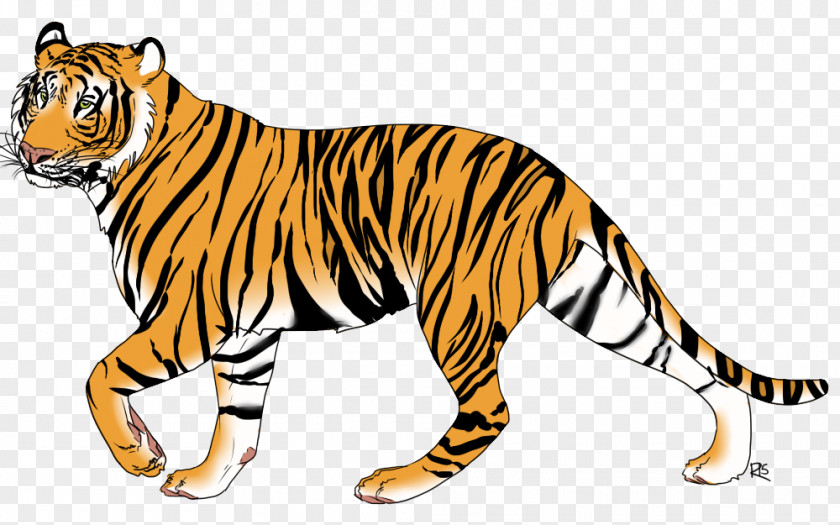 Tiger Wildcat Whiskers Terrestrial Animal PNG
