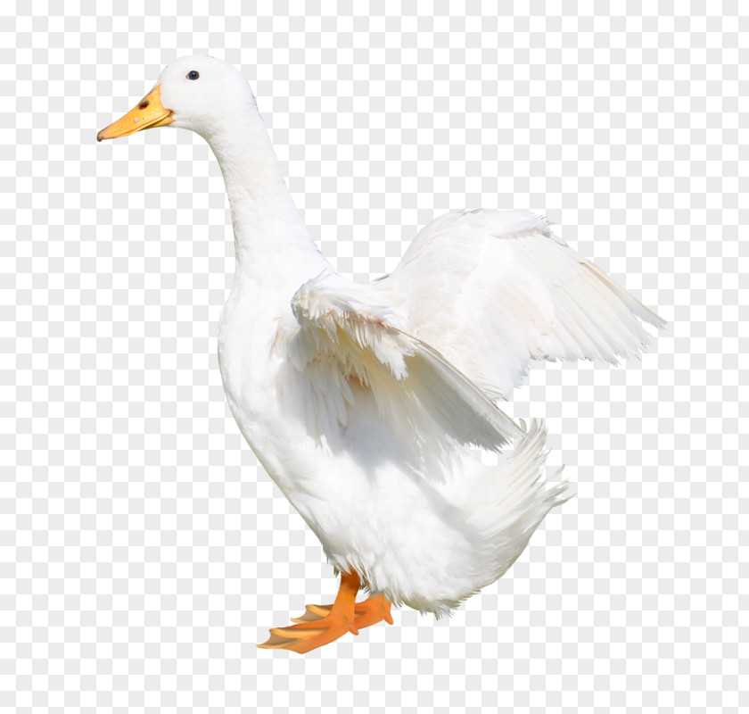 Wings Of Duck Goose Wing PNG