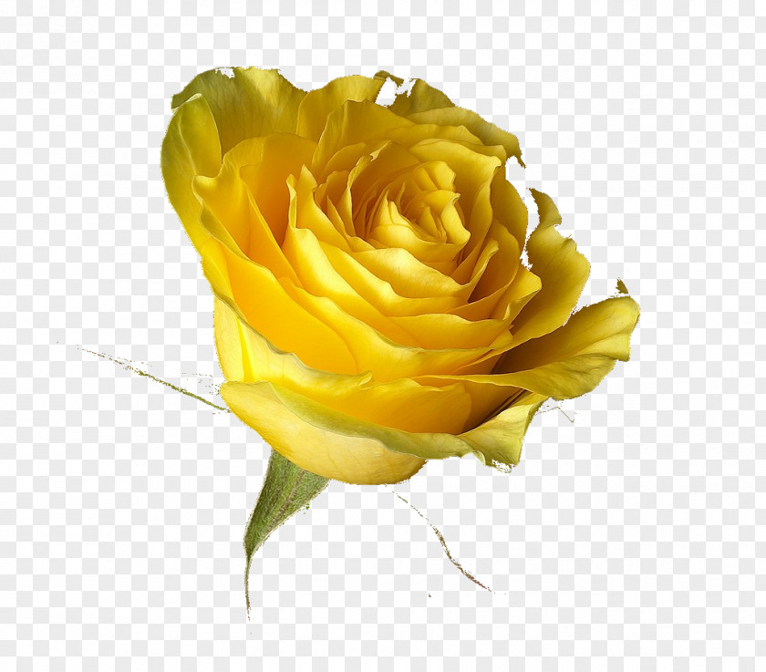 Yellow Rose Desktop Wallpaper Transvaal Daisy PNG