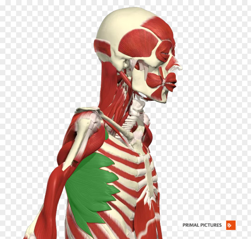 Abdominal Muscle Intercostal Rib Skeleton Abdomen Vertebral Column PNG