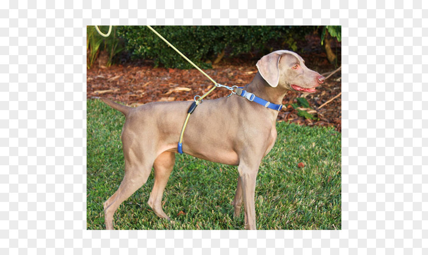 Dog Walker Weimaraner Breed Leash Harness Collar PNG