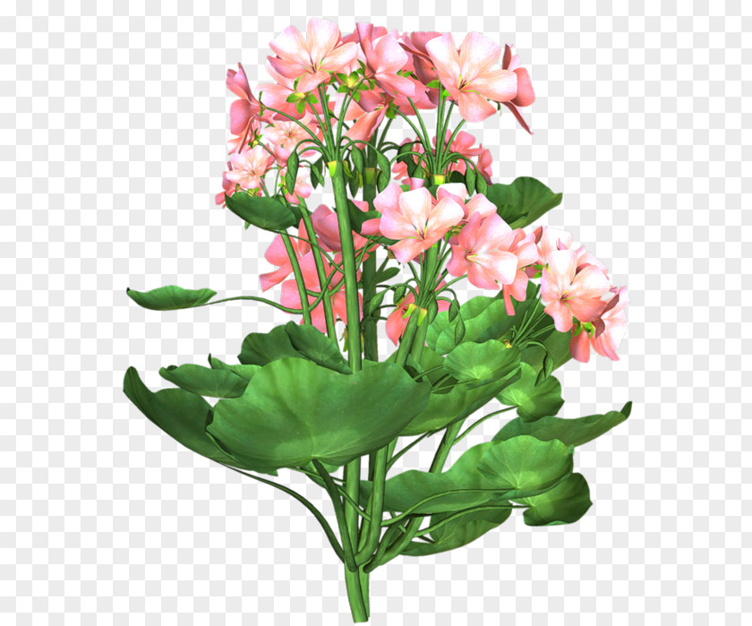 Flower Floral Design Cut Flowers Lily Of The Incas Bouquet PNG