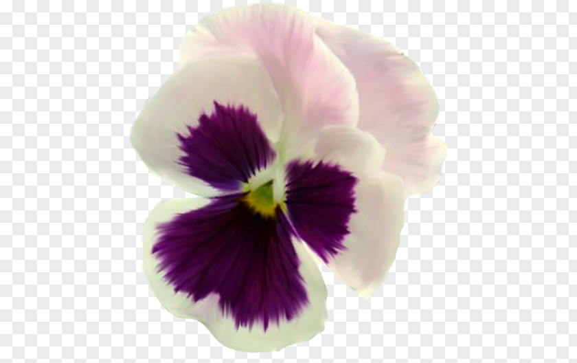 Flower Pansy Rose PNG