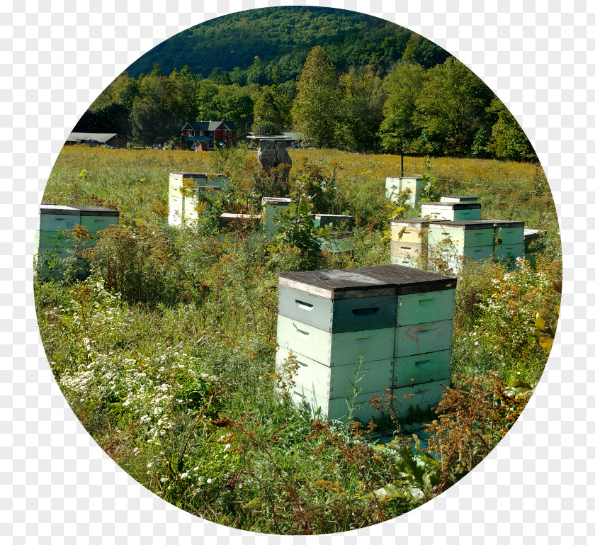 Honey Farm Apiary Garden Land Lot Lawn Real Property PNG