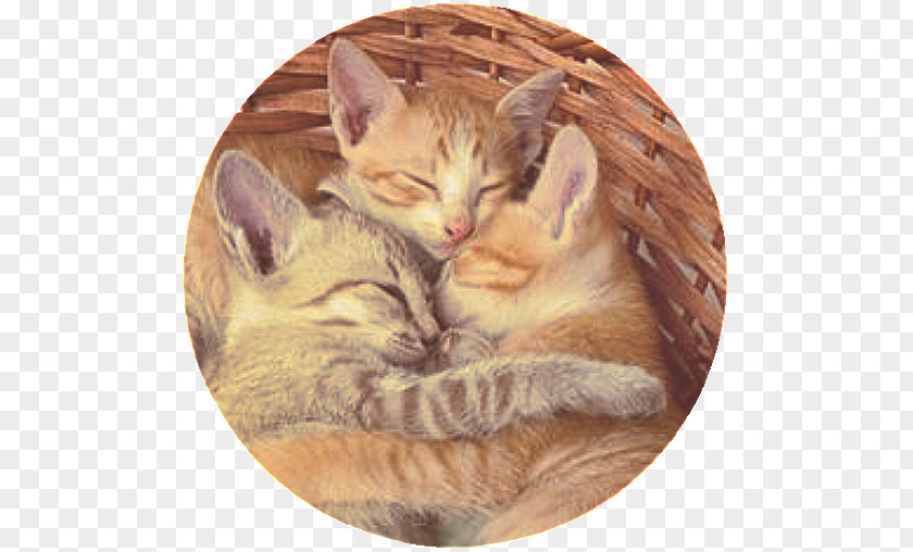 Kitten Cat Behavior Hug Cuteness PNG