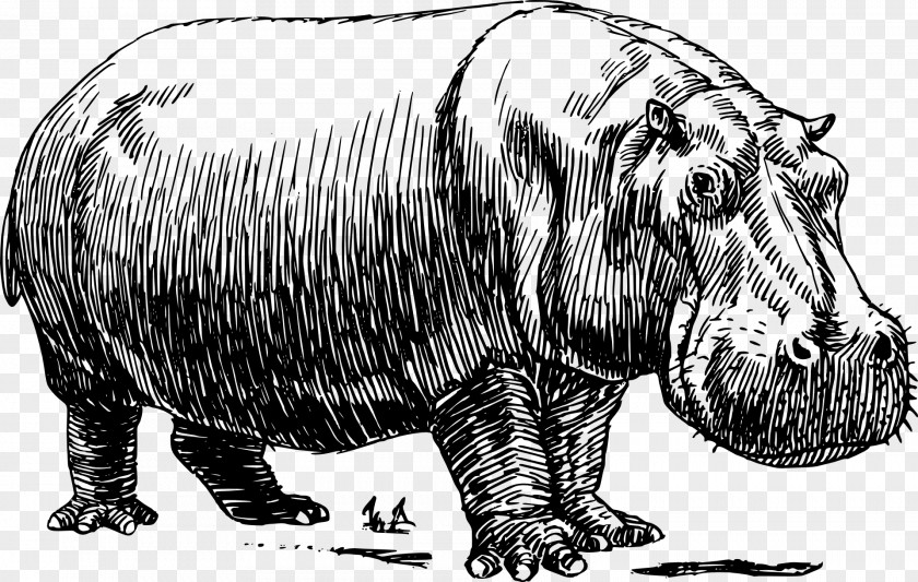 Pig Hippopotamus Drawing Line Art PNG