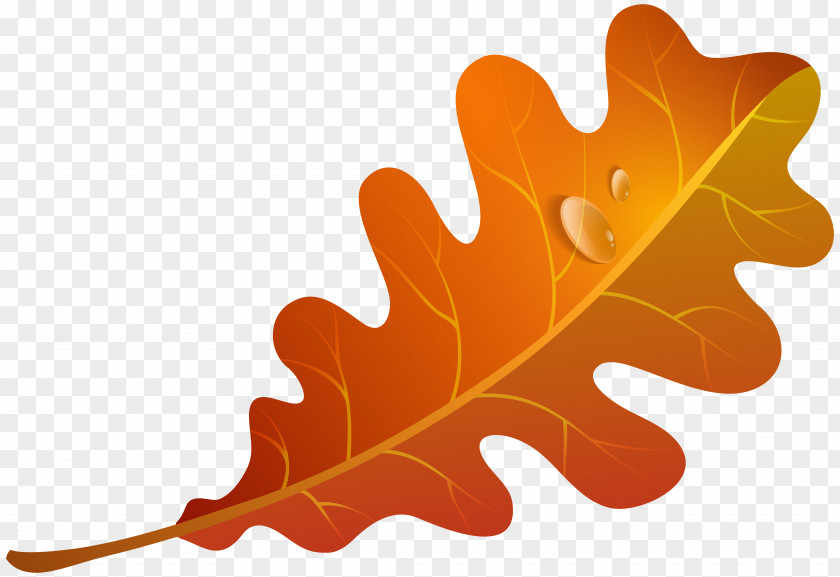 Fall Orange Leaf Clipart Image Autumn Color Clip Art PNG