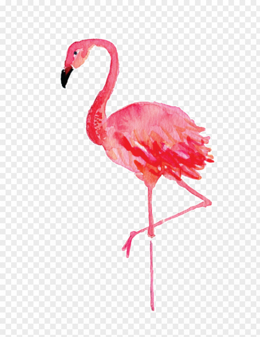 Flamingos Stephenville Flamingo Watercolor Painting Drawing Canvas PNG