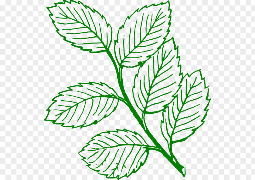 Mint Look At Leaves Autumn Leaf Color Black And White Clip Art PNG