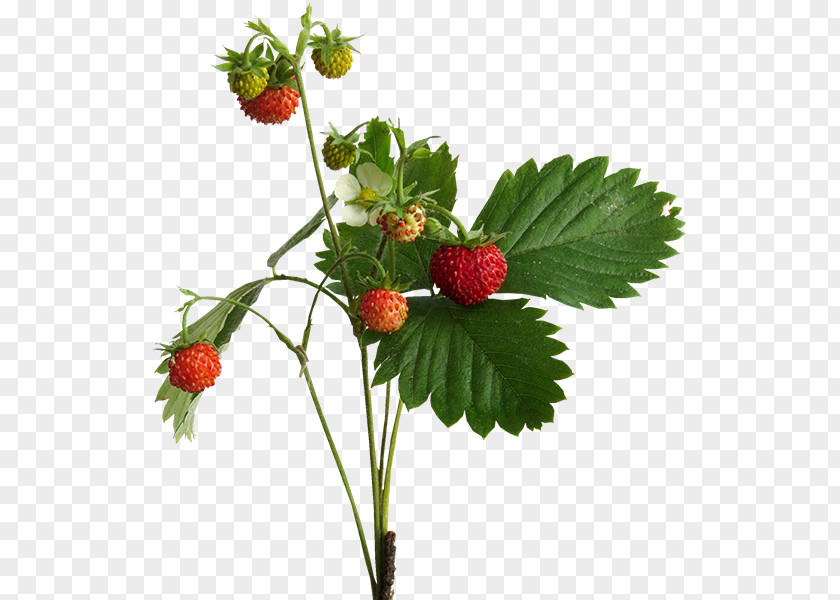 Strawberry West Indian Raspberry Loganberry PNG