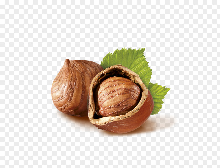 Walnut Hazelnut Common Hazel Dried Fruit PNG