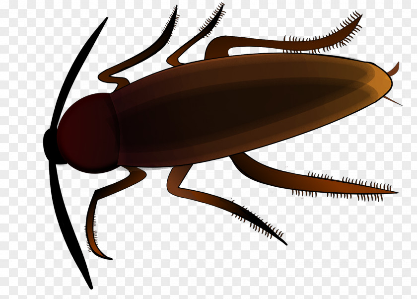 Cockroach Insect Pest Control Stock.xchng PNG